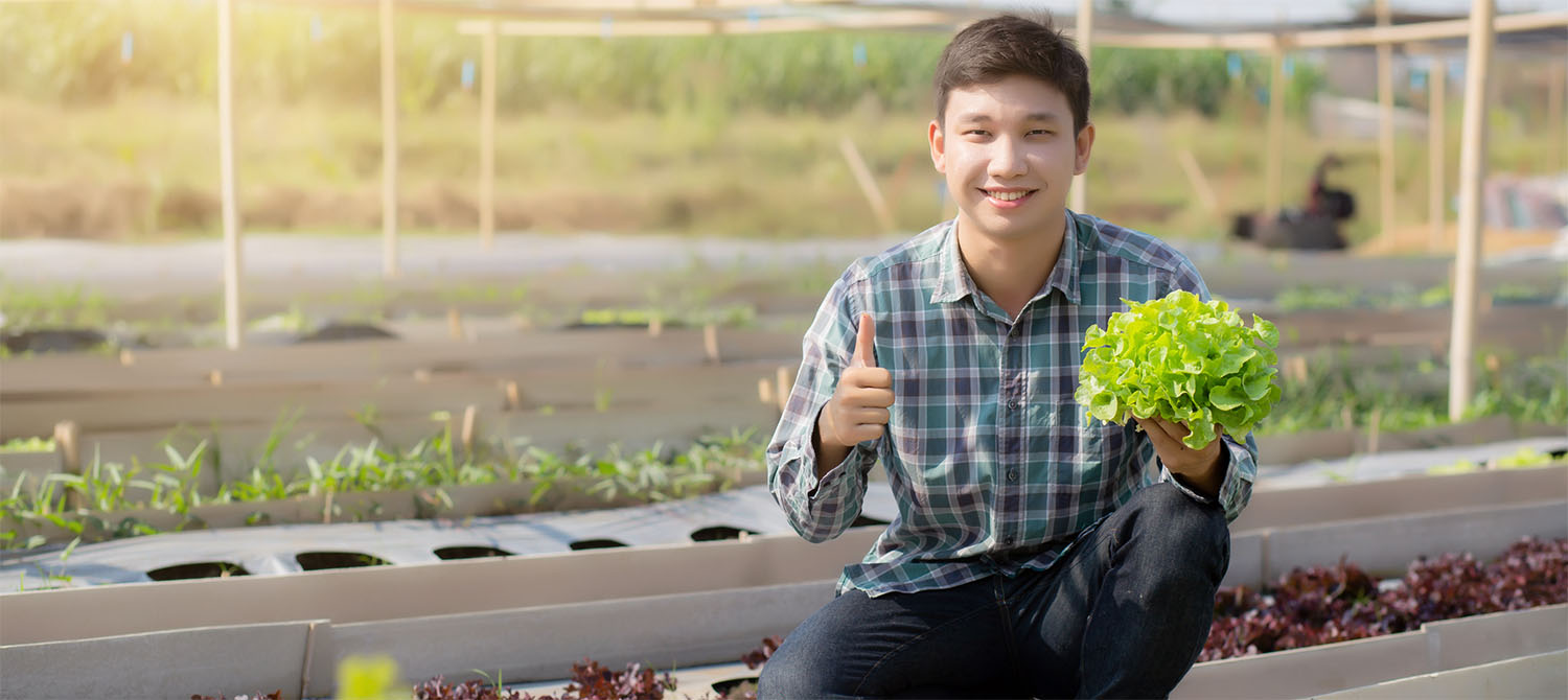Photo of student harvesting lettuce from micro-farm facility